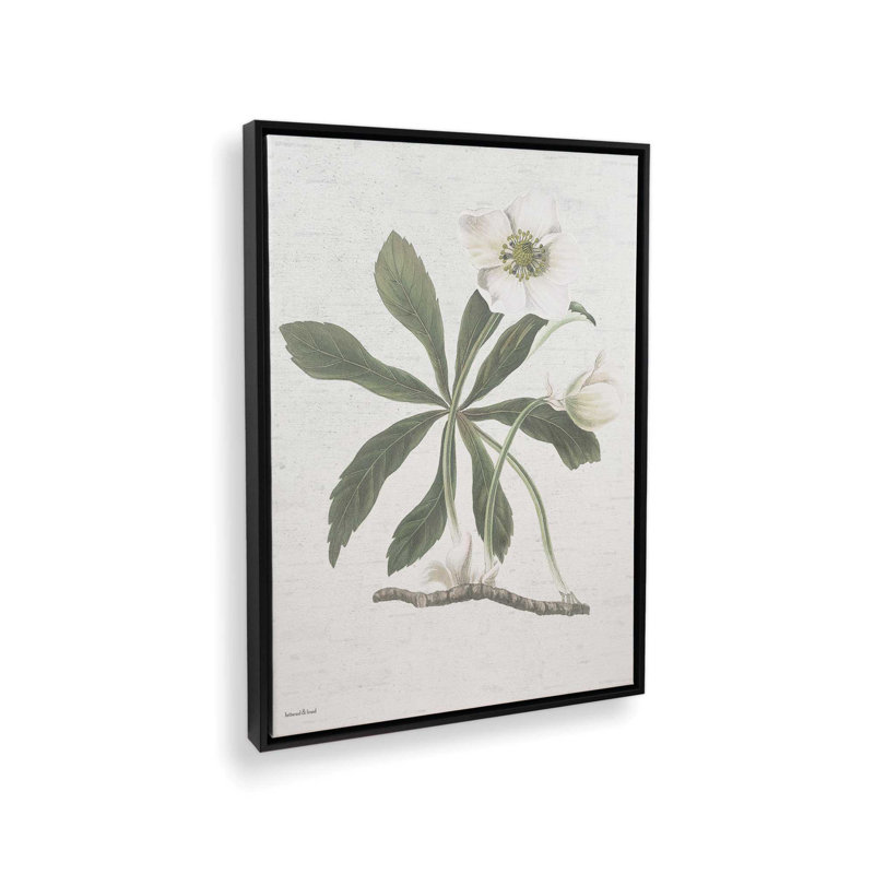 «Botanical II» par lettrage et reproduction d'art, Framed Canvas, Black, 36 W x 48 H