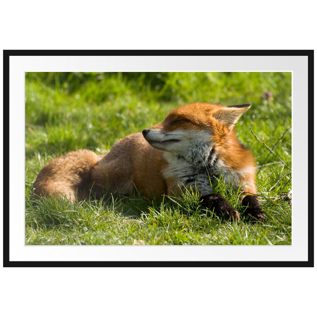 Gerahmtes Poster Kleiner Fuchs auf Wiese