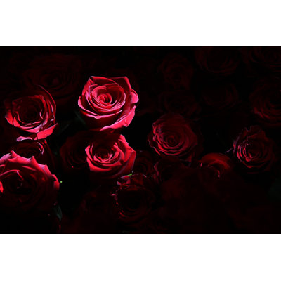 Red Valentine Day by E4C - Wrapped Canvas Print