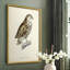 «French Owls I», reproduction encadrée - bois massif-1906304570