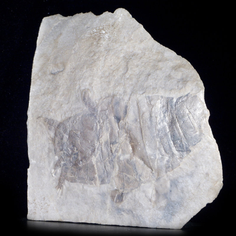 Fossil Eurypterid Plate. Lang's Quarry, Herkimer County, New York
