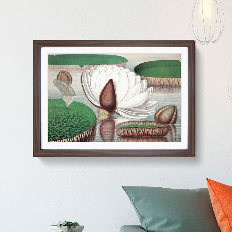 Gigantic Water Lily in Bloom by William Sharp - Picture Frame Painting Print, 27cm H x 36cm W x 2cm D, Walnut Framed