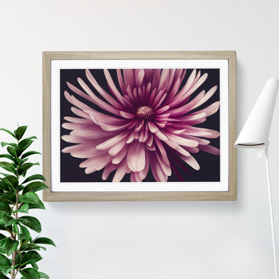 Irresistible Chrysanthemum Flower - Framed Print