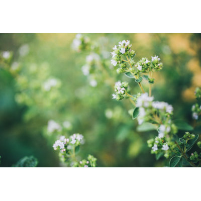 Floraison d'origan en été par Rike