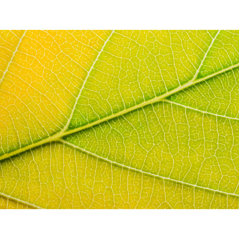 Feuille d'automne par Philippe Moisoux - photographie, H 25 po x l 33 po, Toile avec cadre noir