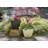 Newland Pot Planter-58225521-58225522