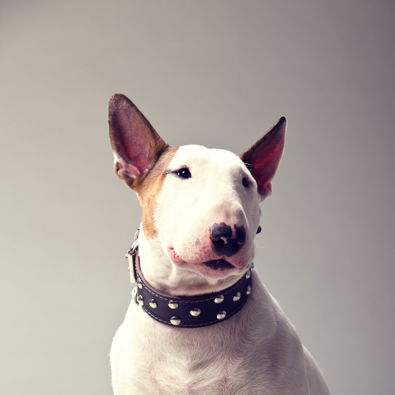 Bull Terrier by LukaTDB - No Frame Print on Canvas, 76cm H x 76cm W