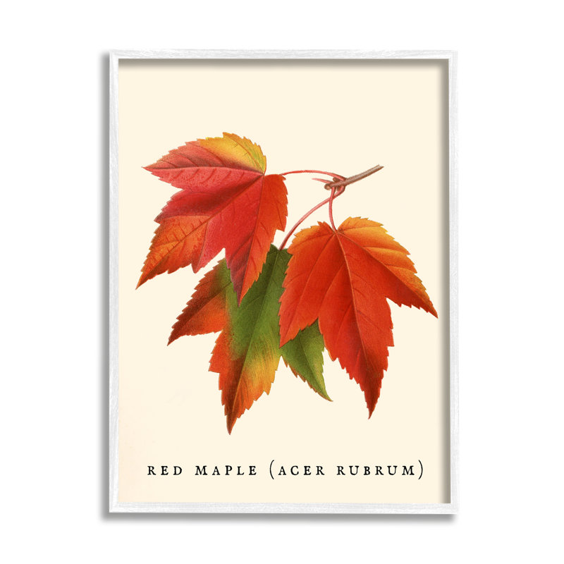 Feuillage d'automne antique avec feuille d'érable rouge par Daphne Polselli - impression, H 14 po x l 11 po