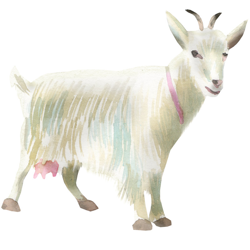 Goat by Daria Ustiugova - Wrapped Canvas Print, 30cm H x 30cm W x 3.8cm D