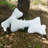 Sherpa Bone Pet Pillow-12373441