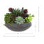 Agave, arrangement de plantes grasses et sédum dans un vase en fibre de pierre-134517400