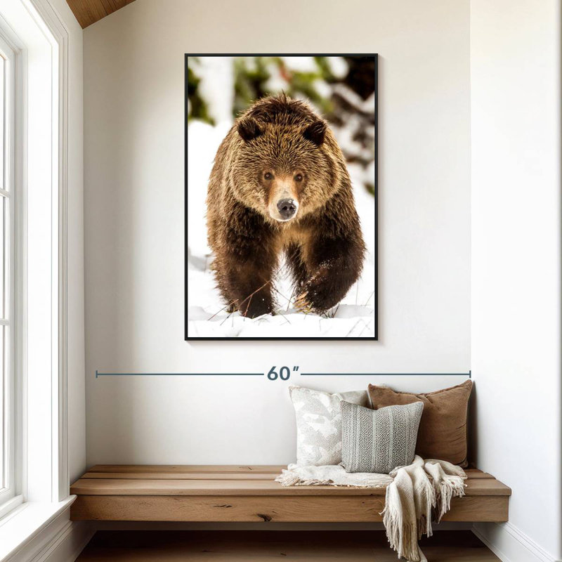 Walking Grizzly Bear, 31" X 46", Floating Frame Black