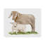 « life on the farm animal element ii », art sur toile-31882958