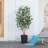 Adcock UV Protected Artificial Ficus Tree with Decorative Base, Faux Ficus Plant with Natural Trunk-1914722526-1914722520