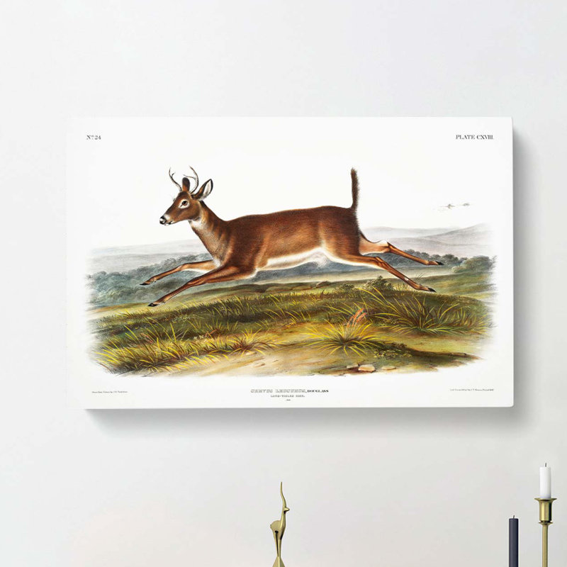 Long-Tailed Deer by J.W. Audubon - Wrapped Canvas, 60cm H x 91cm W x 3cm D