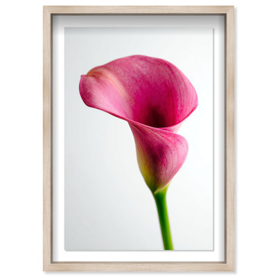 Pink Luminescence II Shadowbox Floral & Botanical Print by Oliver Gal, Black Frame, 10 x 15