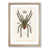 Oak Framed