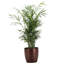 Live Neanthe Bella Palm Plant in Classic Pot-49662283