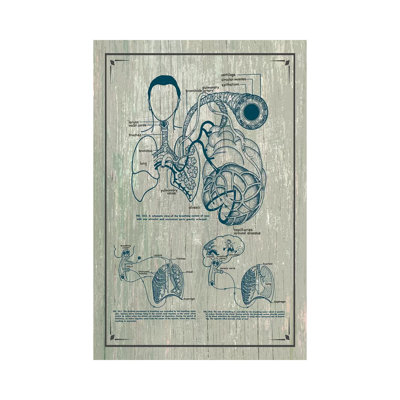 " Anatomy Of The Lungs " by ChartSmartDecor