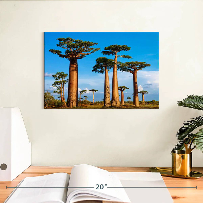 Morondava, forêt de Baobab, H 8 po x l 12 po