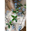 Arrosage artificiel bleuet sauvage