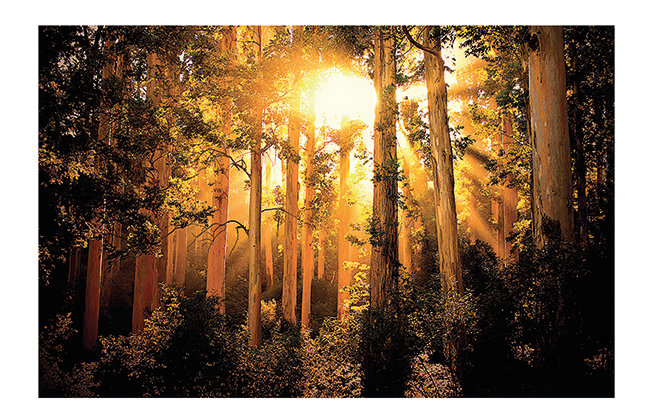 Mario Moreno - No Frame Print