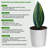 3-Piece Live Plants Set 