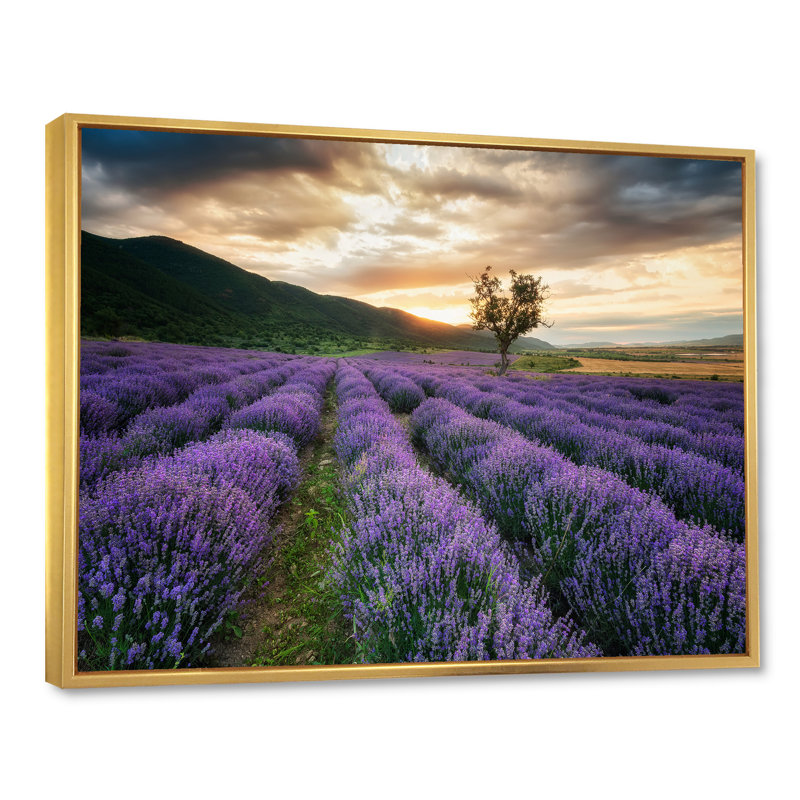 Sunrise & Dramatic Clouds Over Lavender Field VII - reproduction de cadre flottant sur toile, H 30 po x l 40 po x 1,5 po, Or