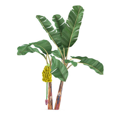Bay Isle Home 72'' Faux Banana Leaf Tree in Pot & Reviews