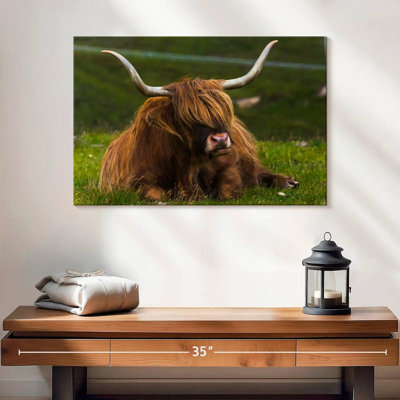 Highland Cow On Grass