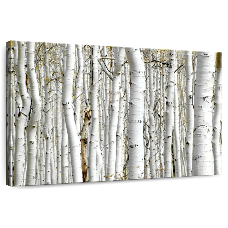 Alvord Birch Wood, 20" H x 30" W