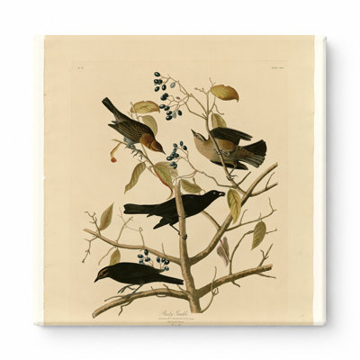 Rusty Grackle, planche 157 - art mural carré en toile