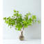 Branche de saule artificiel dans un vase