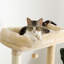 Arbre à chat avec grand perchoir supérieur, hamac moelleux, tablettes pour chat et pompon suspendu, poteaux à griffer pour chat et 2 maisonnettes-2050615478