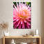 Harnek Dahlia Jeanne D'Arc-108444252