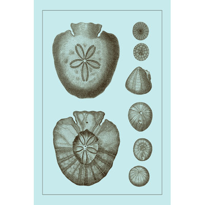 Tinted Shells On Aqua III - Wrapped Canvas Print