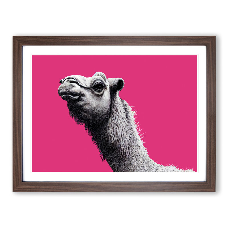Legendary Camel - Single Picture Frame Print, 34cm H x 46cm W x 2cm D, Walnut Framed