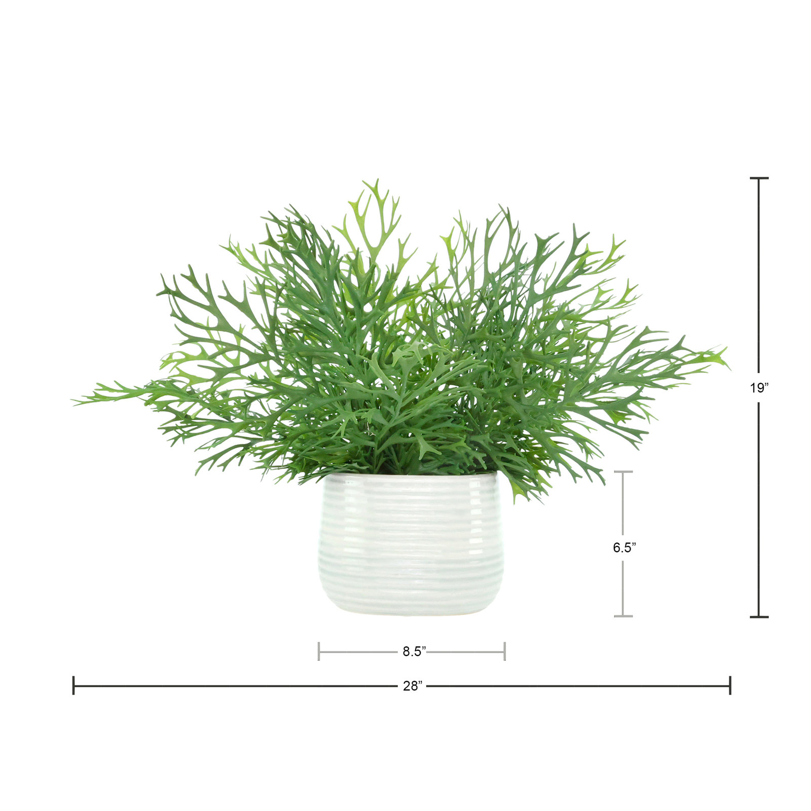 Staghorn Fern in Ceramic Vase