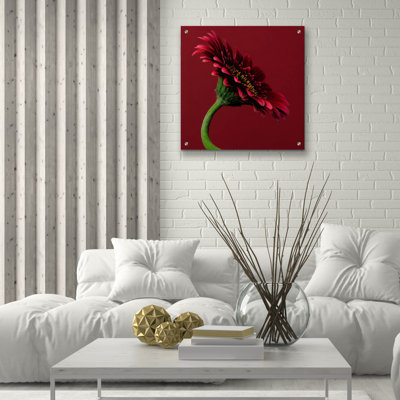 "Red Gerbera On Red 05" par Tom Quartermaine