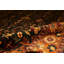 Wool Oriental Area Rug