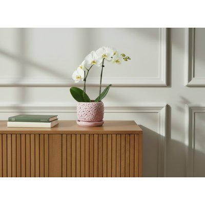 Rain Drop Orchid Planter-Pastel By 