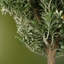 70cm Faux Evergreen Plant in Pot Liner