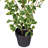 24" Artificial Variegated Triangle Ficus Potted