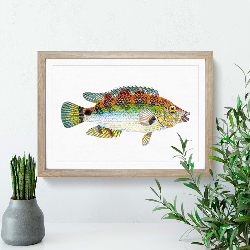 Goldfinny Fish by Edward Donovan - Framed Print, Oak Framed, 27cm H x 36cm W x 2cm D