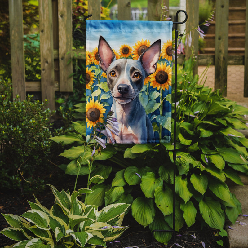 Lévrier irlandais dans le drapeau du jardin de tournesols, Terrier américain sans poil