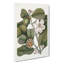 Balsam Tree Flowers by Mark Catesby - Wrapped Canvas-55315109
