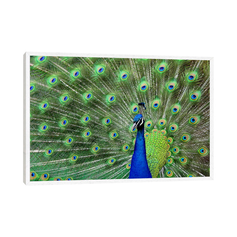 Peacock Feathers - Floater Frame Print on Canvas, White, 66.04 cm H x 45.72 cm W