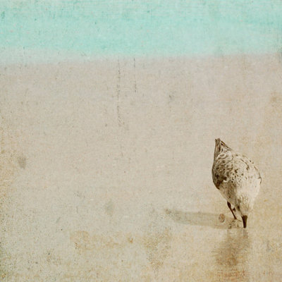 "Sandpiper", reproduction sur toile tendue