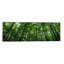 Reproduction de photo sur toile tendue à profil bas vue des hêtre, baden-wurttemberg, allemagne #2-reproduction de photo sur toile tendue-10876413-73922216