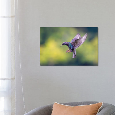 Starling by Mateusz Piesiak - Wrapped Canvas Print
